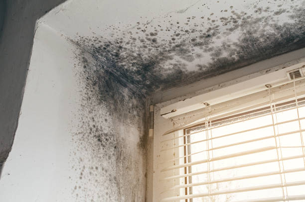 Affordable Attic Mold Remediation solutions in Oreland, PA